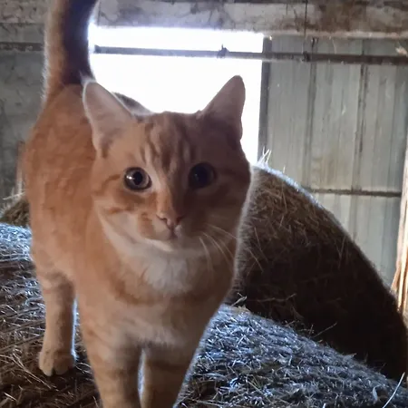 Maison De Renovee A La Ferme, Terrasse, Proche Du Parc Ardes, Puy De Dome Et Brioude - Fr-1-582-375