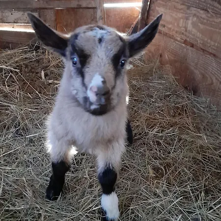 Maison De Renovee A La Ferme, Terrasse, Proche Du Parc Ardes, Puy De Dome Et Brioude - Fr-1-582-375 Vakantiehuis *