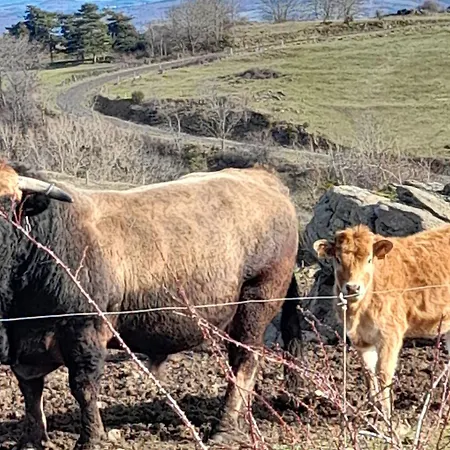 Maison De Renovee A La Ferme, Terrasse, Proche Du Parc Ardes, Puy De Dome Et Brioude - Fr-1-582-375 Semesterbostad *