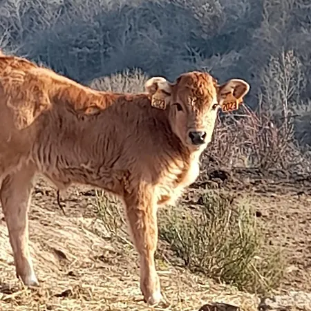 Semesterbostad Maison De Renovee A La Ferme, Terrasse, Proche Du Parc Ardes, Puy De Dome Et Brioude - Fr-1-582-375 *